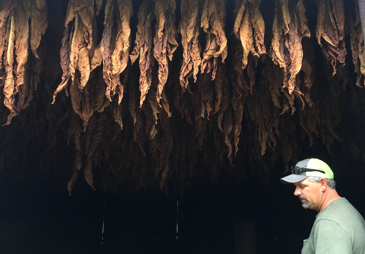 A Joelton Tobacco Farmer, Not His Migrant Workers, Would Suffer From  Proposed Immigration Changes