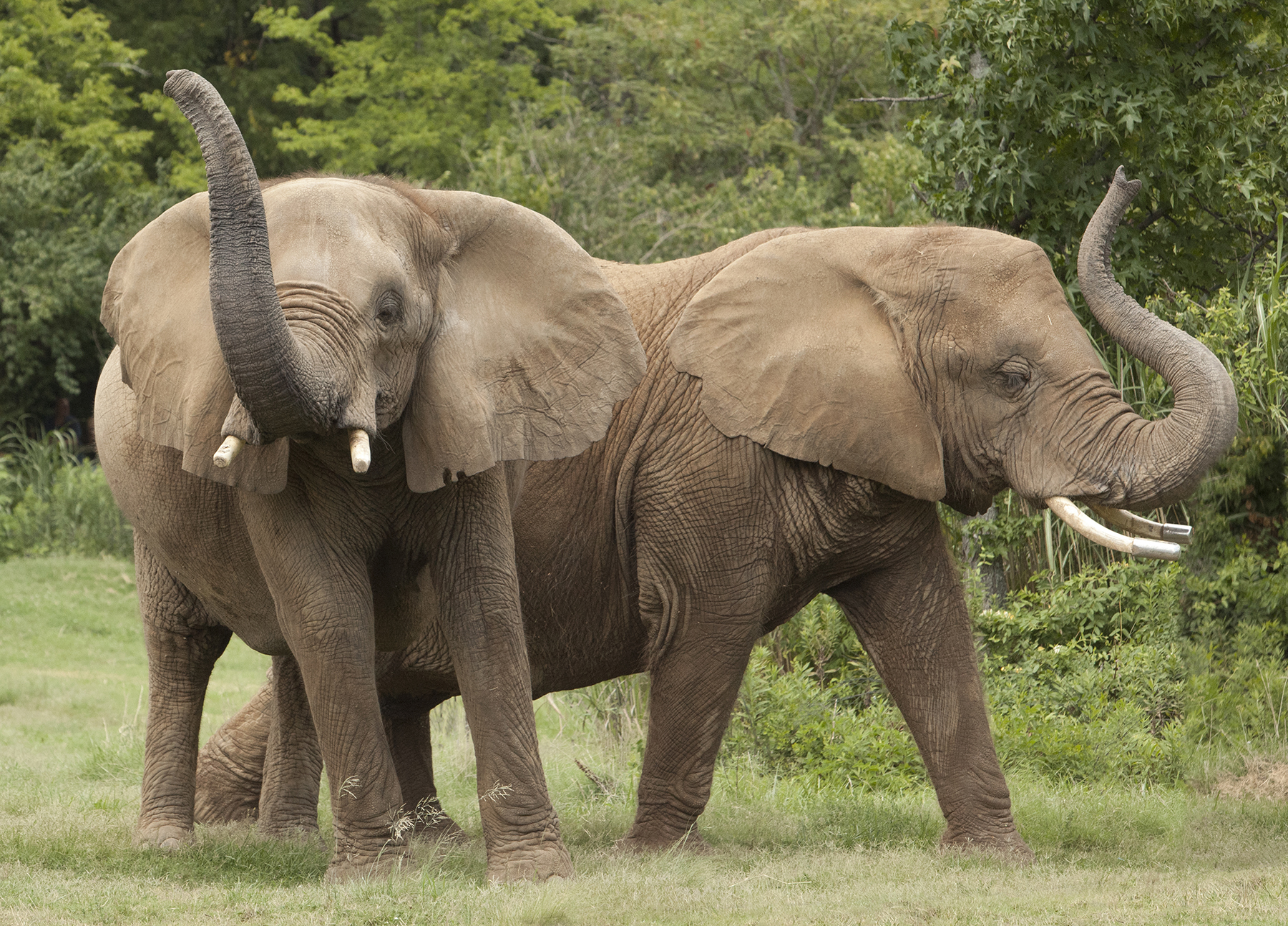 Does the Nashville Zoo Have Elephants  