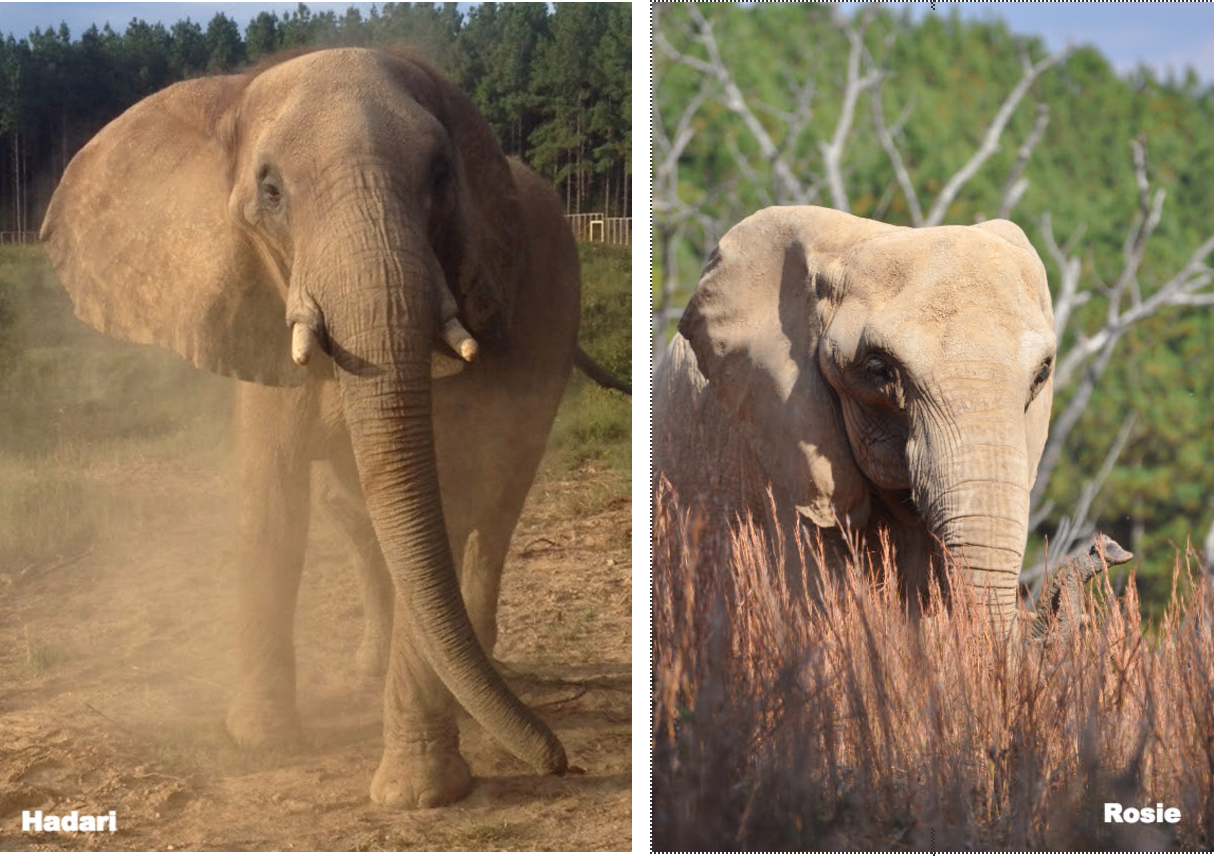 Retired Nashville Zoo Elephants Die Days Apart At Hohenwald Sanctuary