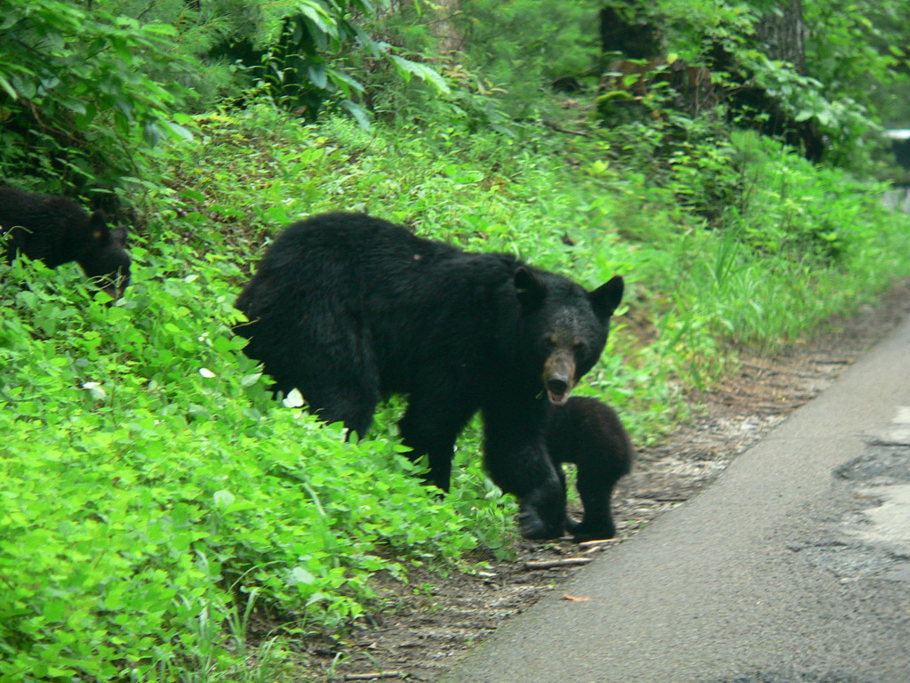 Black bear in Nashville, TN: Where sightings have been reported so far