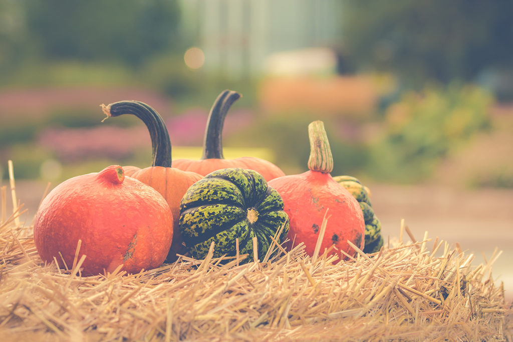 Green and orange squash