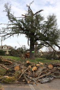 East Nashville tornado tree damage