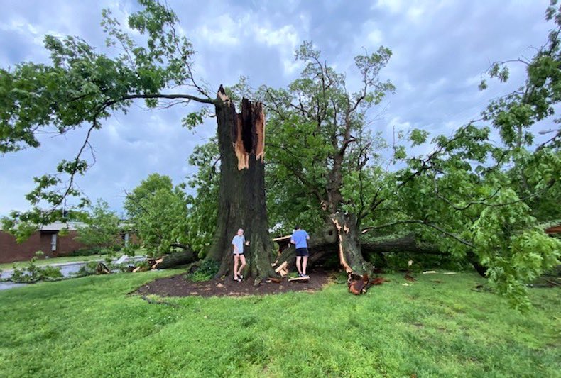 Tennessee storm damage oak tree