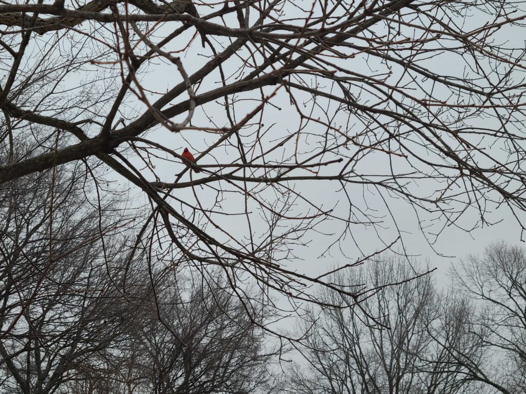 A cardinal sits in a tree during a winter storm on Feb. 15, 2021.