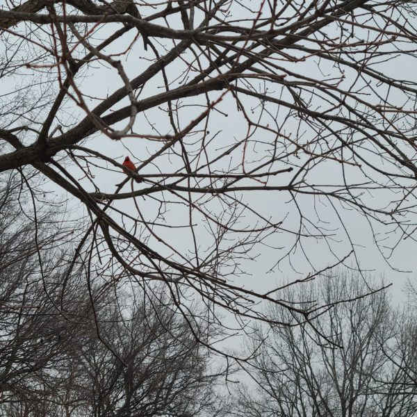 A cardinal sits in a tree during a winter storm on Feb. 15, 2021.