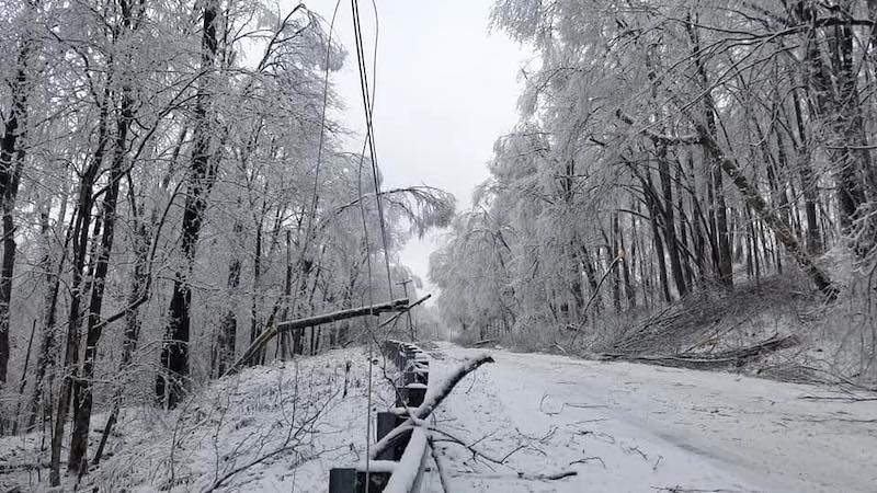 ice storm trees