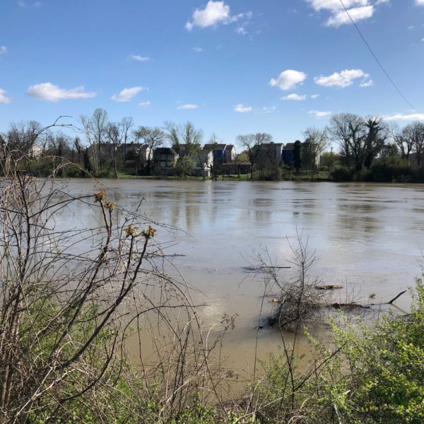 A swollen Cumberland River in Pennington Bend