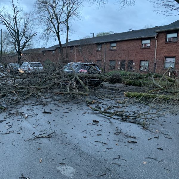 downed trees at University Court