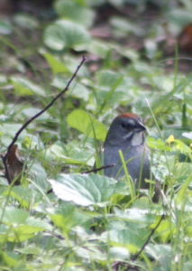 green tailed towhee Tennessee 2021