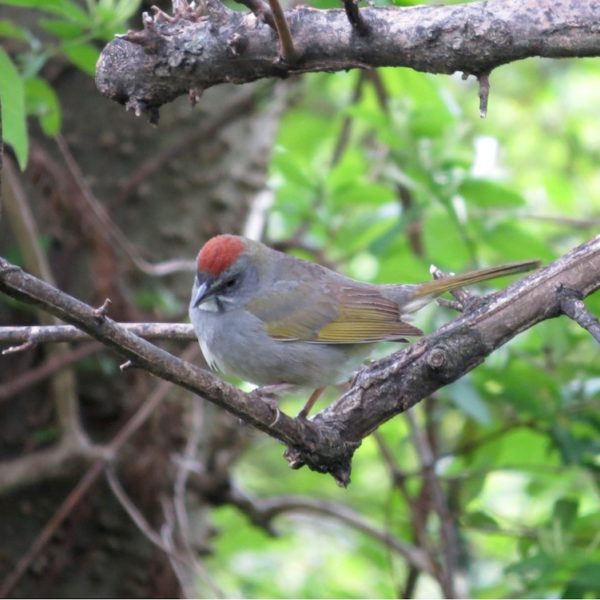 green tailed towhee Tennessee