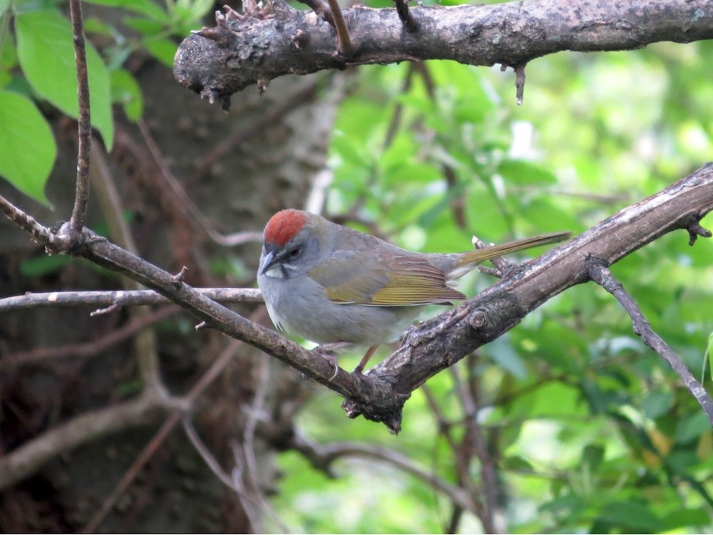 green tailed towhee Tennessee
