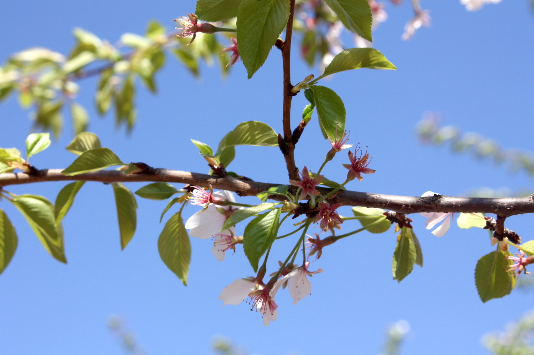 Nashville Proposes First Of Its Kind Bill To Protect Trees On Public Property
