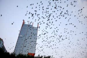 birds fly Nashville skyline