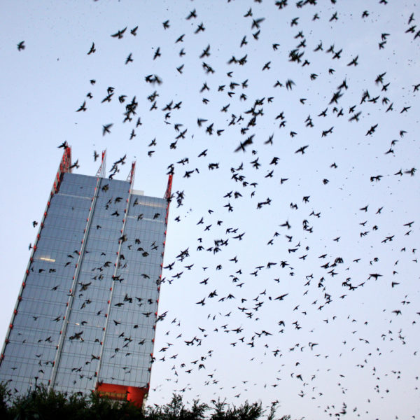 birds fly Nashville skyline