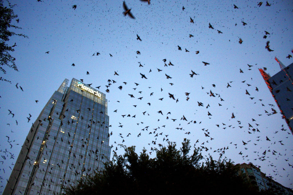 purple martin roost Nashville 2021