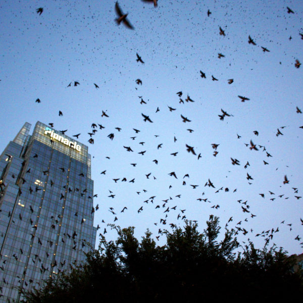 purple martin roost Nashville 2021