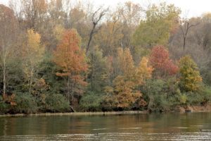 Old Hickory Lake trees
