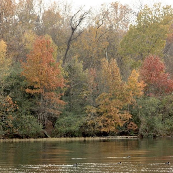 Old Hickory Lake trees