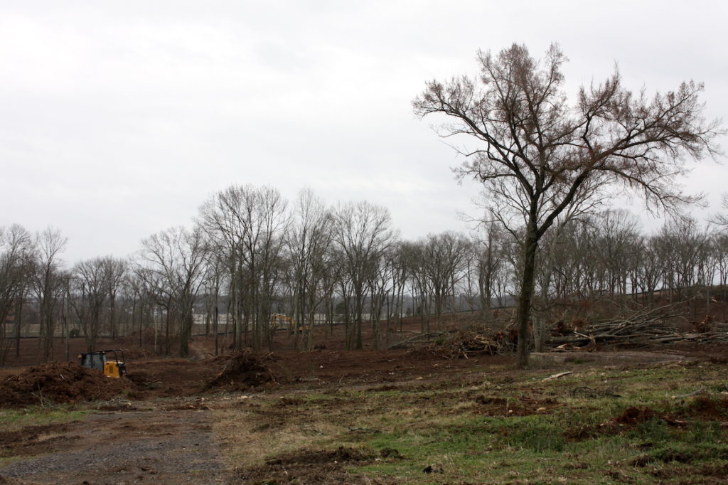 Nashville tree loss