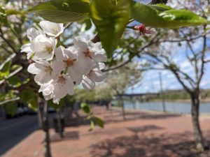 cherry blossom trees