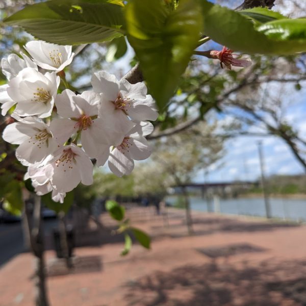 cherry blossom trees