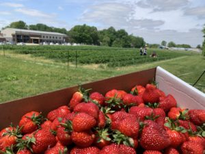 A gallon of strawberries in front of the Slate Farms strawberry patch.