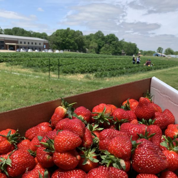 A gallon of strawberries in front of the Slate Farms strawberry patch.