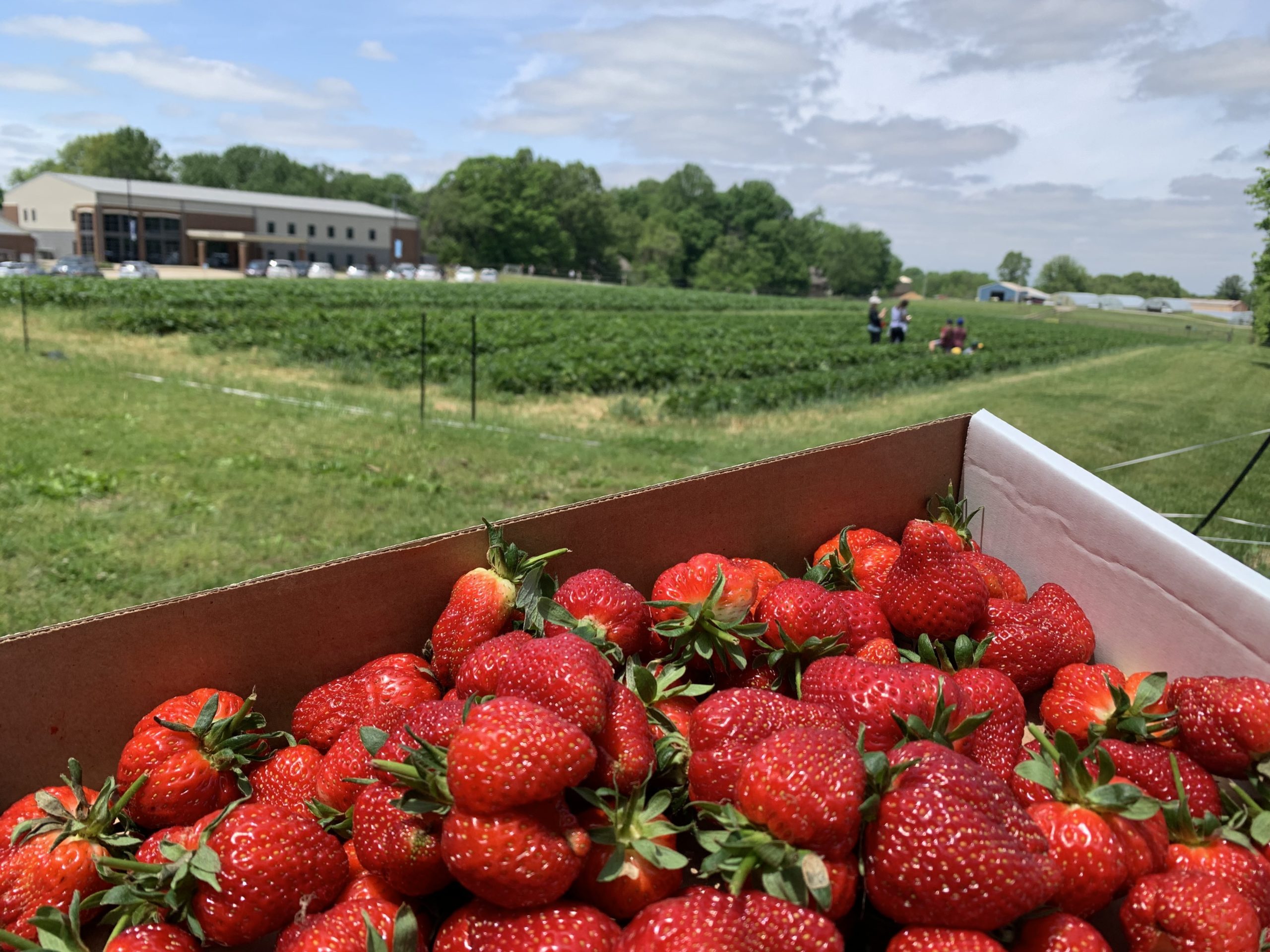 Fresh Strawberries by La Chatelaine Farms Per Pound