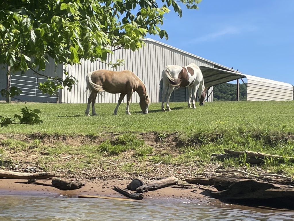 two horses graze on grass near the water's edge