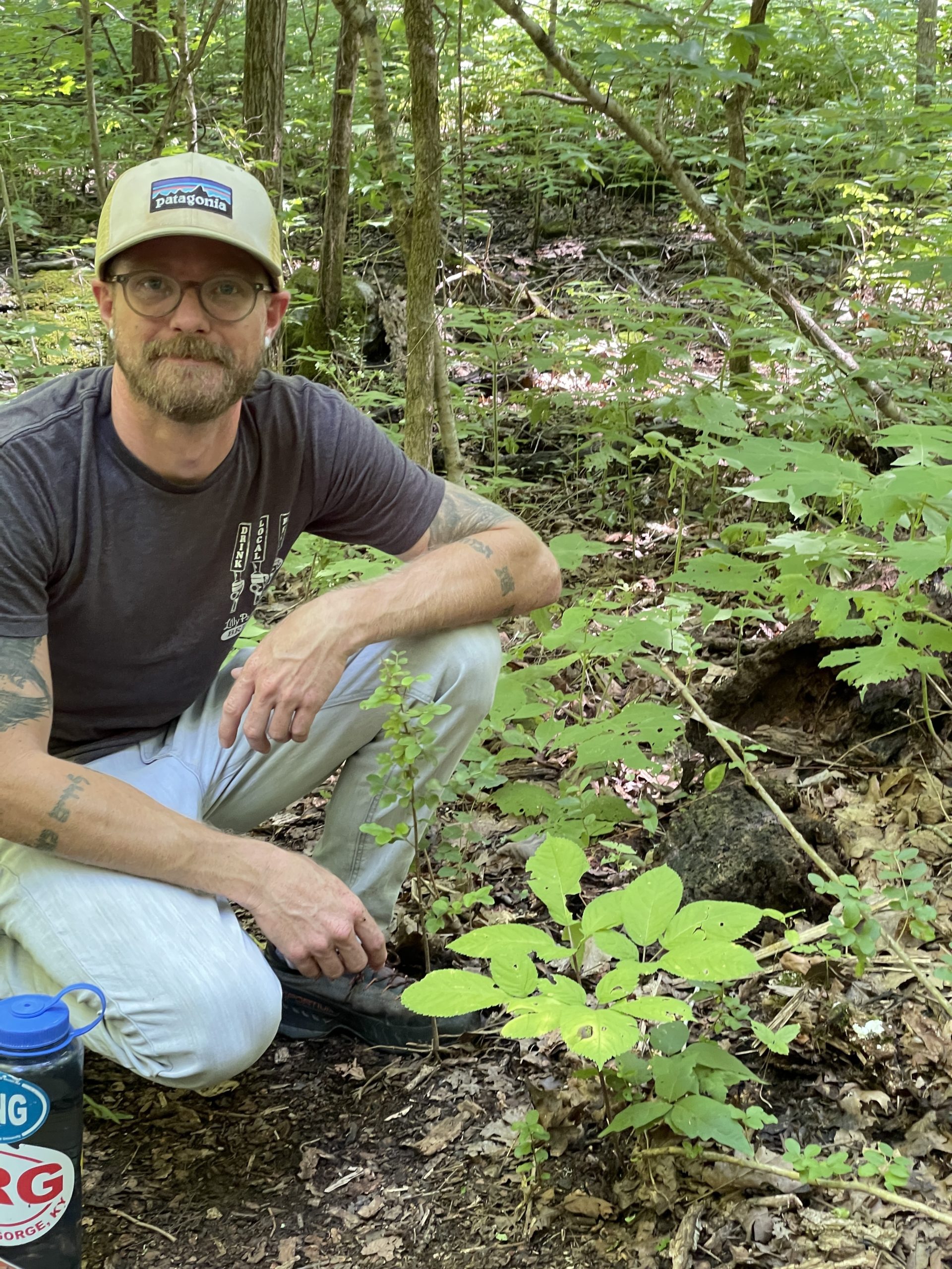 Middle Tennessee researchers are studying rare, wild ginseng in a