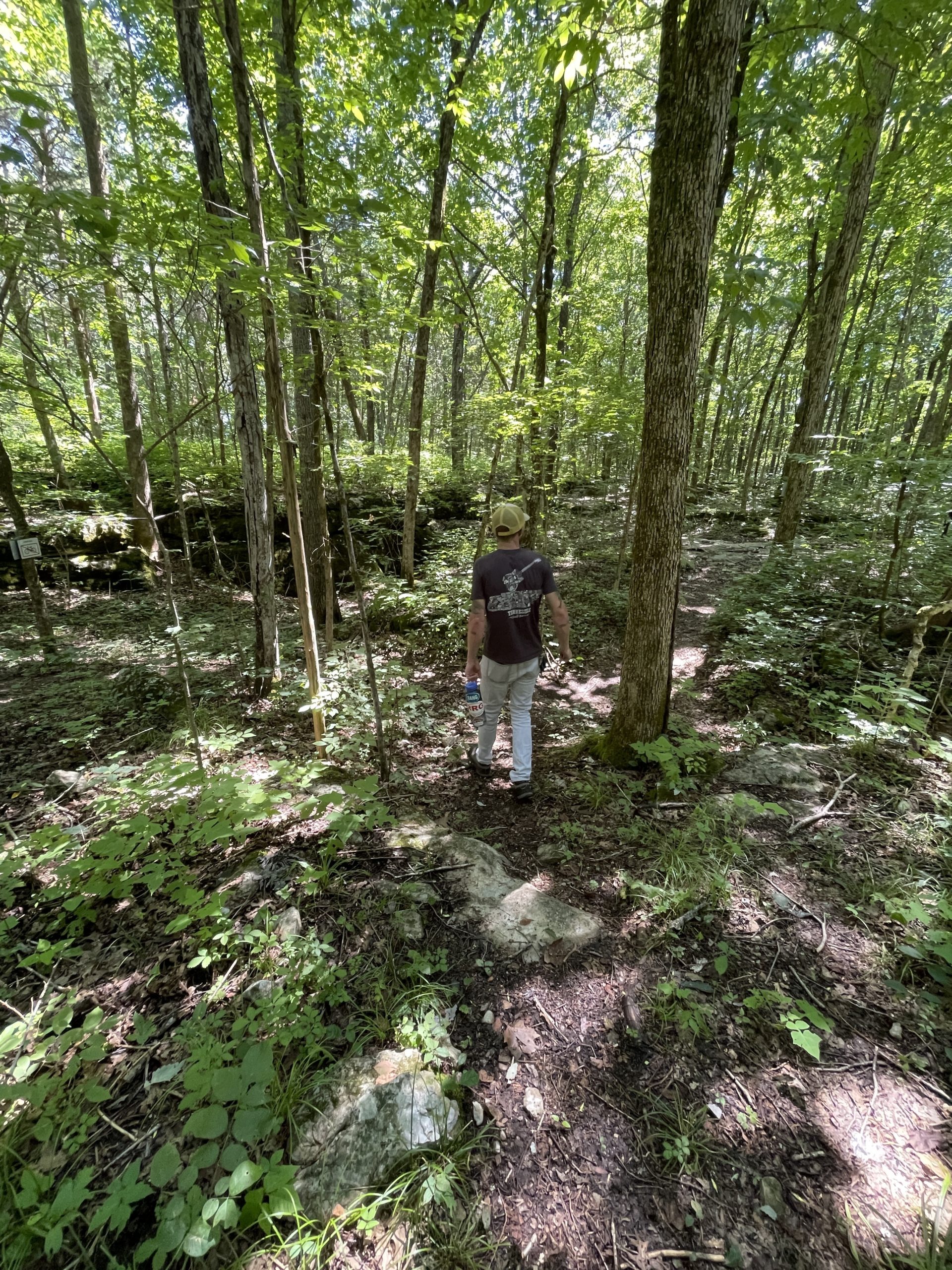 Middle Tennessee researchers are studying rare, wild ginseng in a