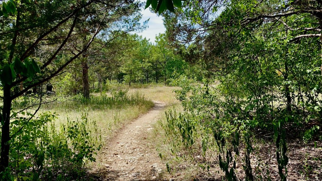 trail extending through trees into a clearing