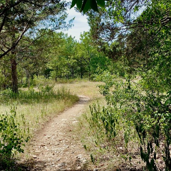 trail extending through trees into a clearing