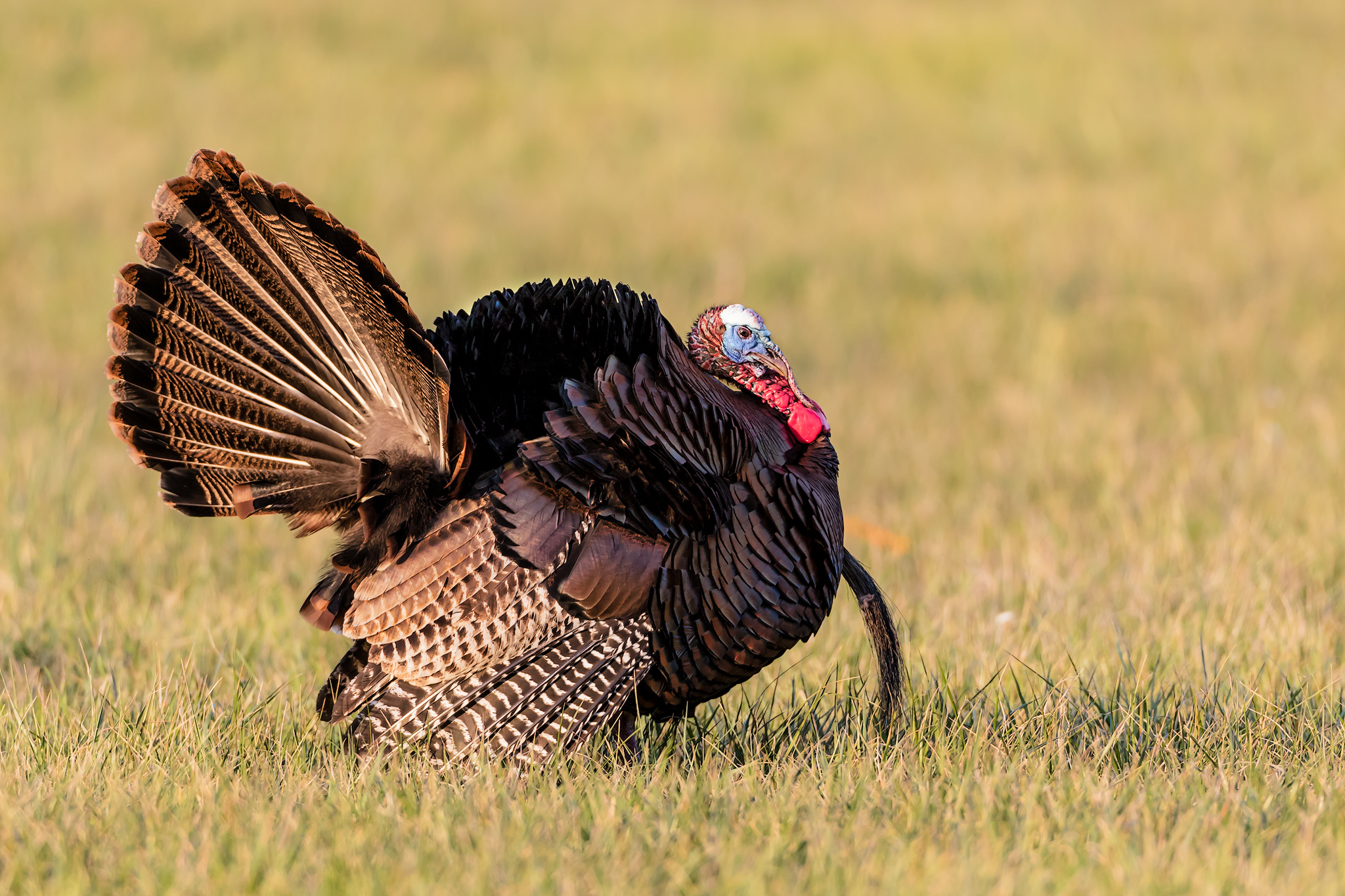 Tennessee’s wild turkey population is declining, and the state wildlife