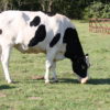 cow in Antioch