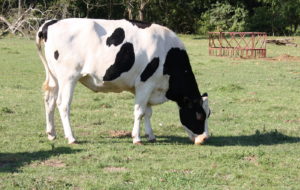 cow in Antioch