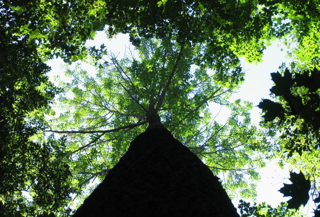 white ash tree