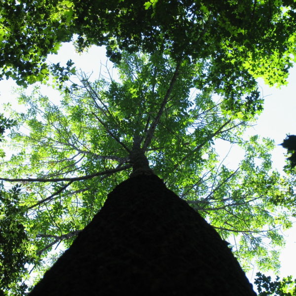 white ash tree