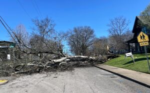 downed tree Tennessee storm