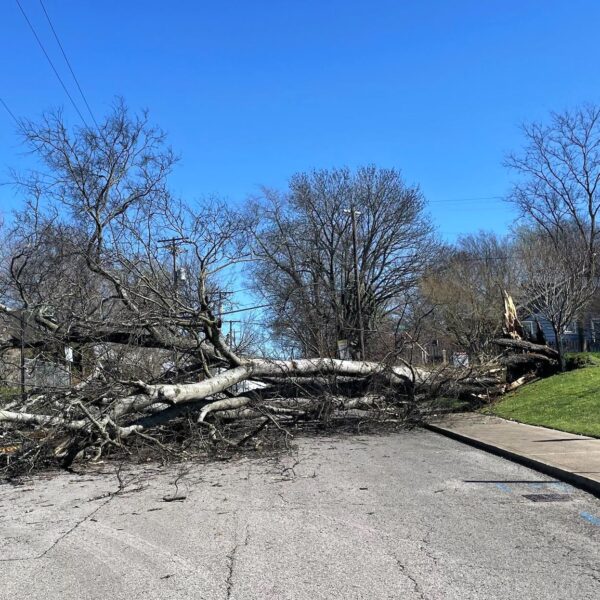 downed tree Tennessee storm