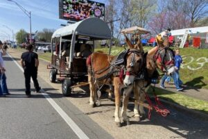 Two brown mules wearing bridles pull a covered wagon behind them.