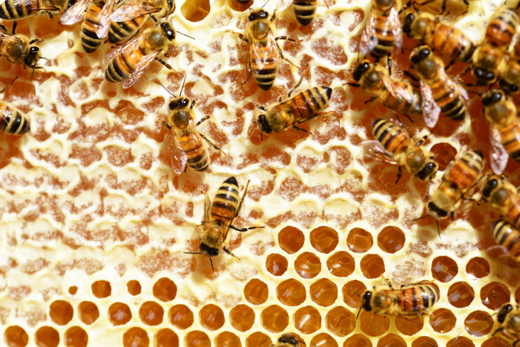 Bees in their hive. Bees provide the essential service of carrying pollen from flower to flower, making honey and helping to grow the food we eat.
