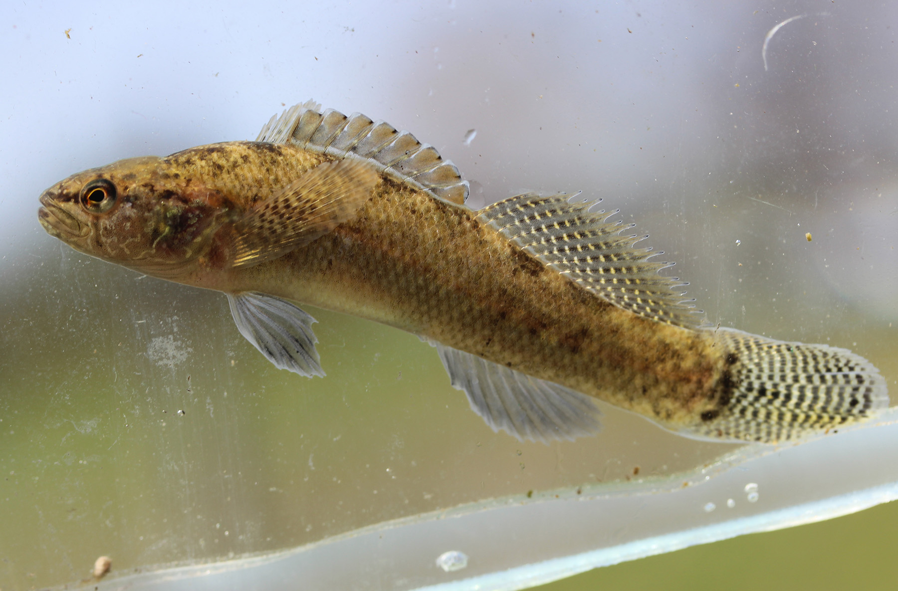 FWS proposes ‘endangered’ listing for fish endemic to Middle Tennessee