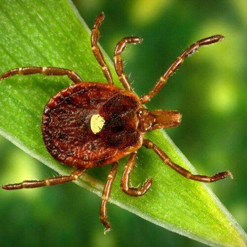 The Lone Star tick, common to the southeastern U.S., is responsible for inducing meat allergies in some people, scientists say.