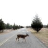 A deer crosses Atlantic Drive inside the Sandy Hook unit of Gateway National Recreation Area in Highlands, New Jersey, on January 3, 2019.