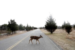 A deer crosses Atlantic Drive inside the Sandy Hook unit of Gateway National Recreation Area in Highlands, New Jersey, on January 3, 2019.