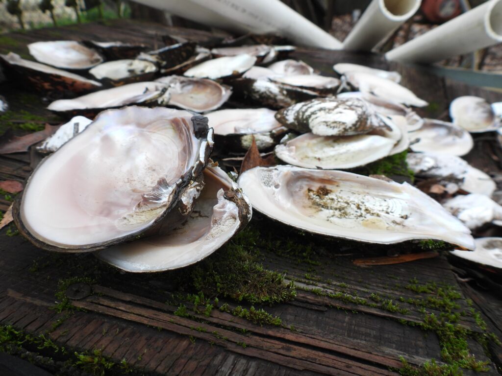 A pile of mussels on a boat.