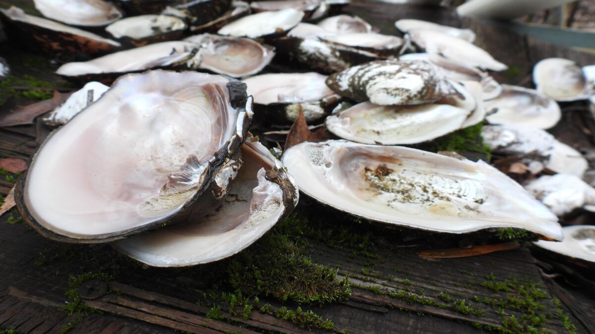 A pile of mussels on a boat.