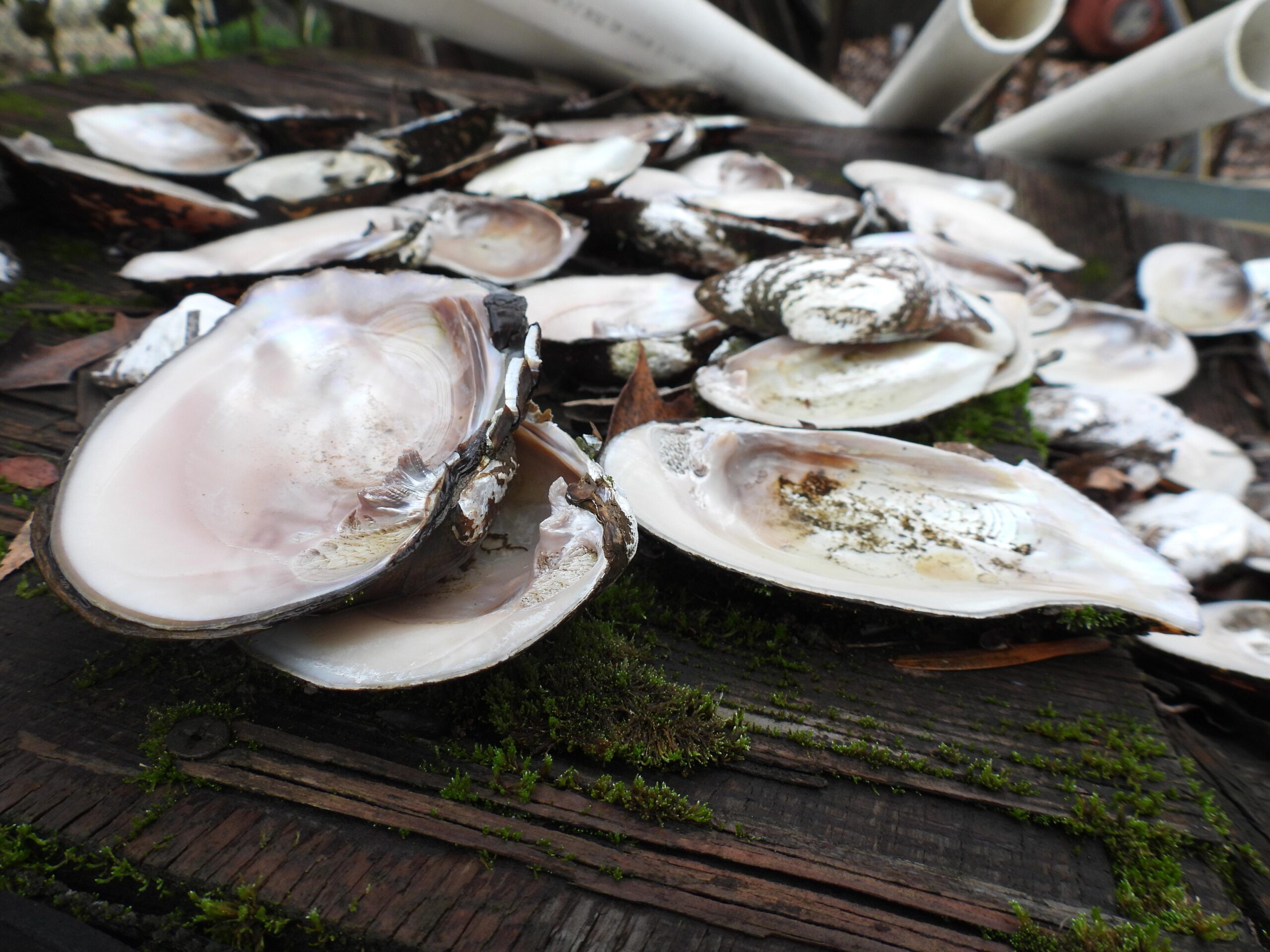 A pile of mussels on a boat.