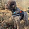 A fluffy, mottled white and brown dog is in an orchard of hazelnut and oak trees. He wears a fluorescent orange harness labeled "Luca: NewTown Truffle."